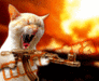LE MASSACRE DU CHAT