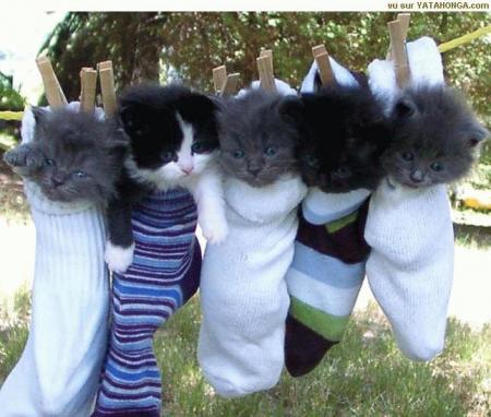 chat chaussés
